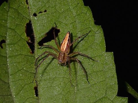 Lynx Spider - Oxyopes sp This Lynx Spider has 'spines' on their legs. Geotagged,Oxyopes,Oxyopes sp,Philippines,Spider,Subic Bay,Summer