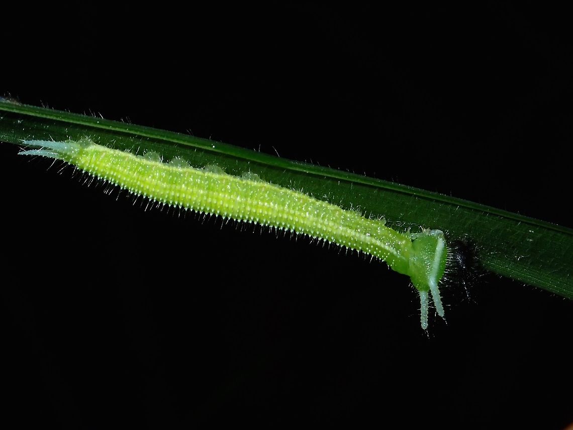 Baby Dragon Caterpillar Small yellowish/green Caterpillar with 2 horns on both its head and tail.<br />
Possibly Caterpillar of Evening Brown Butterfly - Melanitis leda or something from the same genus. Caterpillar,Geotagged,Melanitis sp.,Philippines,Subic Bay,Summer