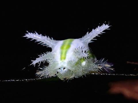 Spiny White Caterpillar Spiny White coloured Caterpillar with 3 green bands running on its side and back.

Picture of the whole Caterpillar can be seen here :

https://www.jungledragon.com/image/45457/white_spiny.html
 Caterpillar,Geotagged,Philippines,Subic Bay,Summer
