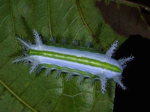 White & Spiny White Caterpillar with green band running on its side and back.
It has lots of interesting spines all over. Caterpillar,Geotagged,Philippines,Subic Bay,Summer