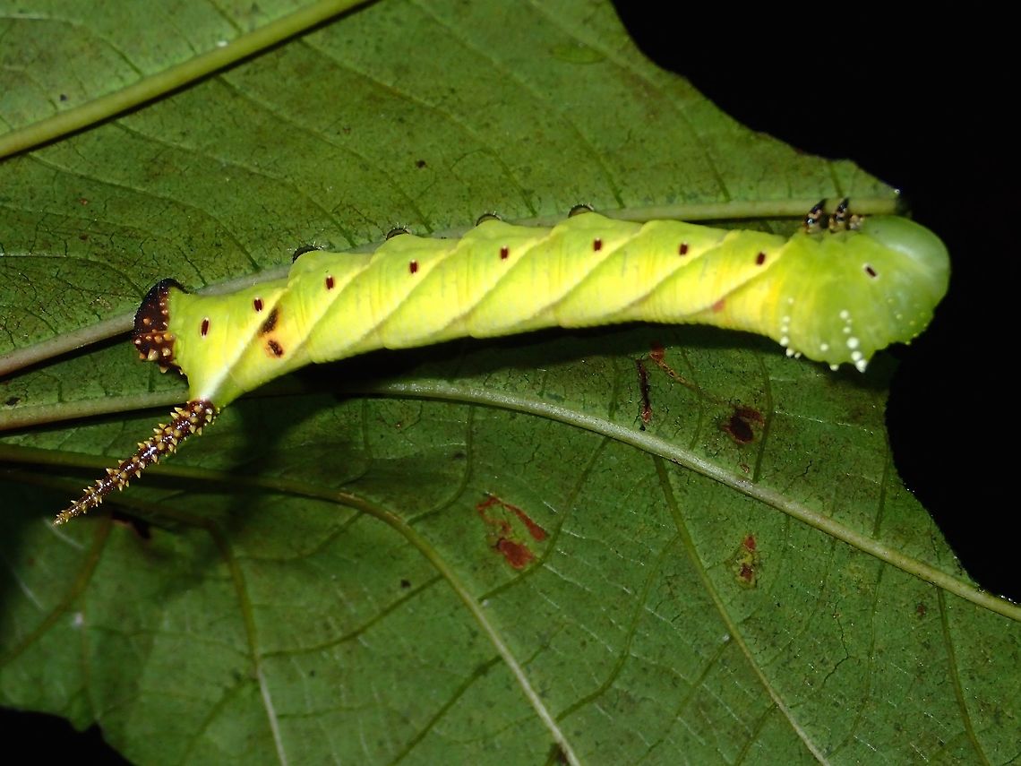 Caterpillar of Psilogramma discistriga  Caterpillar,Geotagged,Philippines,Psilogramma discistriga,Subic Bay,Summer