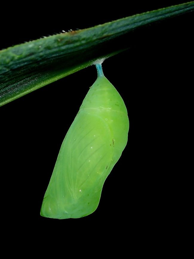 Chrysalis This is a Chrysalis of a butterfly. Chrysalis,Geotagged,Philippines,Subic Bay,Summer