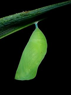 Chrysalis This is a Chrysalis of a butterfly. Chrysalis,Geotagged,Philippines,Subic Bay,Summer