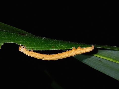 Caterpillar of Mocis undata (?) Caterpillar, possibly of Mocis undata API,Brown-striped semilooper,Caterpillar,Geotagged,Hulodes caranea,Mocis undata,Philippines,Subic Bay,Summer