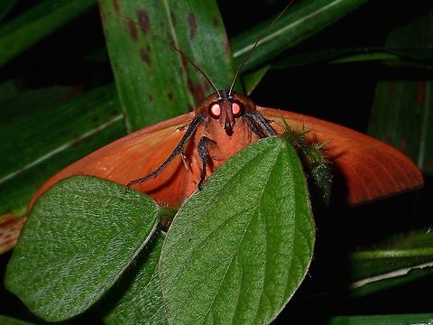 Peeking at you Orange/Reddish Moth. Geotagged,Moth,Philippines,Subic Bay,Summer