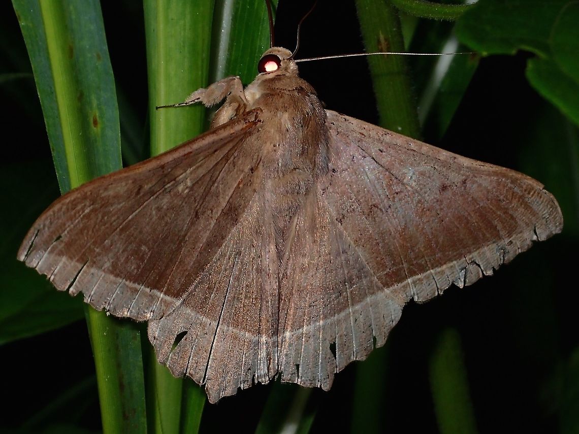 Erebid Moth This is an Erebid Moth of the species Hulodes caranea API,Erebid Moth,Geotagged,Hulodes caranea,Moth,Philippines,Subic Bay,Summer