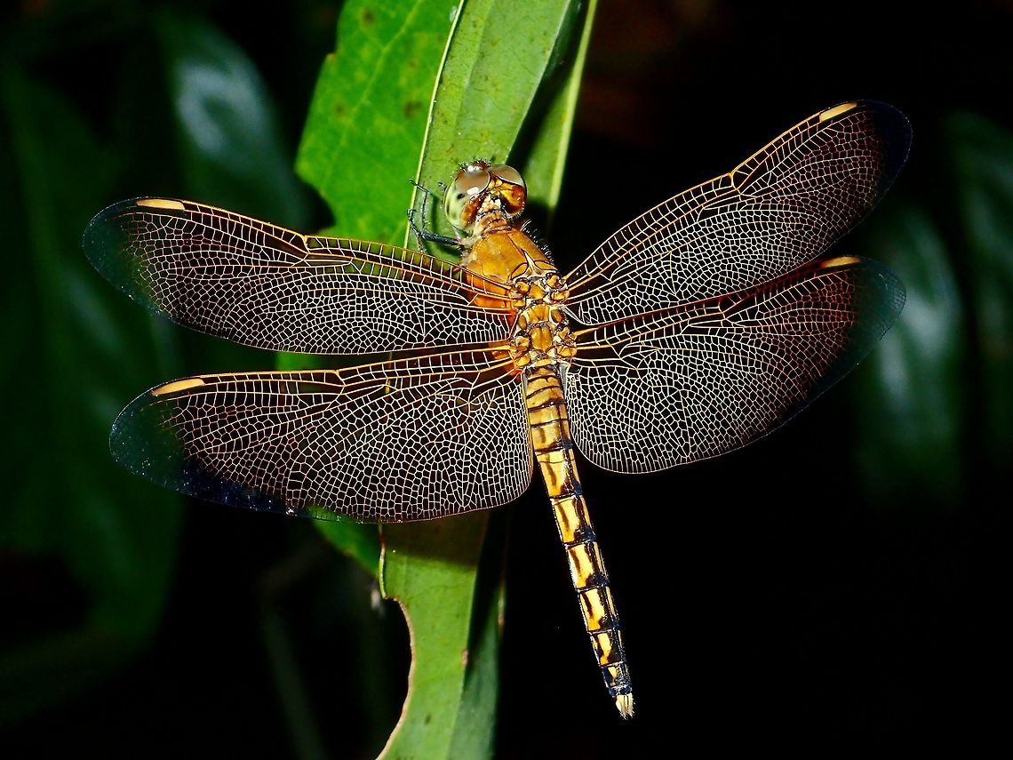 Red Grasshawk Dragonfly - Neurothemis fluctuans Interesting veins on the wings of this Dragonfly Dragonfly,Geotagged,Neurothemis fluctuans,Philippines,Red Grasshawk,Subic Bay,Summer