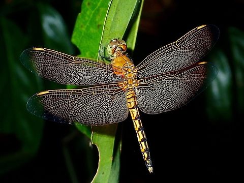 Red Grasshawk Dragonfly - Neurothemis fluctuans Interesting veins on the wings of this Dragonfly Dragonfly,Geotagged,Neurothemis fluctuans,Philippines,Red Grasshawk,Subic Bay,Summer