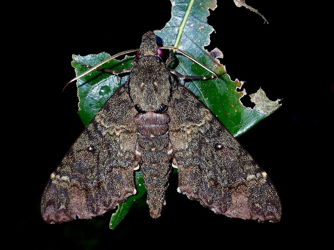 Hawkmonth A beautiful Hawkmoth - Meganoton nyctiphanes.<br />
Previously only reported from Capiz and Palawan part of Philippines.<br />
It could be a new distribution location of this species in Philippines. Geotagged,Hawkmoth,Meganoton nyctiphanes,Philippines,Subic Bay,Summer