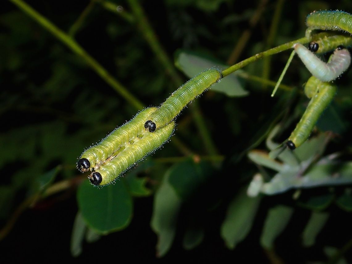 Caterpillars of Eurema blanda This are the Caterpillars of Eurema blanda Caterpillar,Eurema blanda,Geotagged,Philippines,Subic Bay,Summer,Three-spot grass yellow