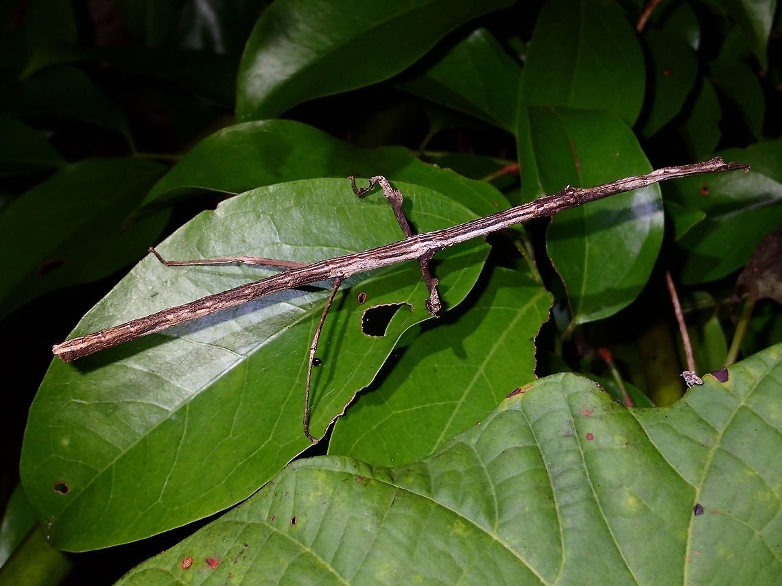 Stick Insect, Phasmid - Mnesilochus sp This is a female Phasmid from the genus Mnesilochus.<br />
Species from this genus have shorter middle legs which are usually in perpendicular to the body. Geotagged,Mnesilochus sp,Phasmid,Philippines,Stick Insect,Subic Bay,Summer
