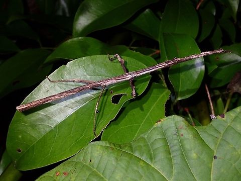 Stick Insect, Phasmid - Mnesilochus sp This is a female Phasmid from the genus Mnesilochus.
Species from this genus have shorter middle legs which are usually in perpendicular to the body. Geotagged,Mnesilochus sp,Phasmid,Philippines,Stick Insect,Subic Bay,Summer