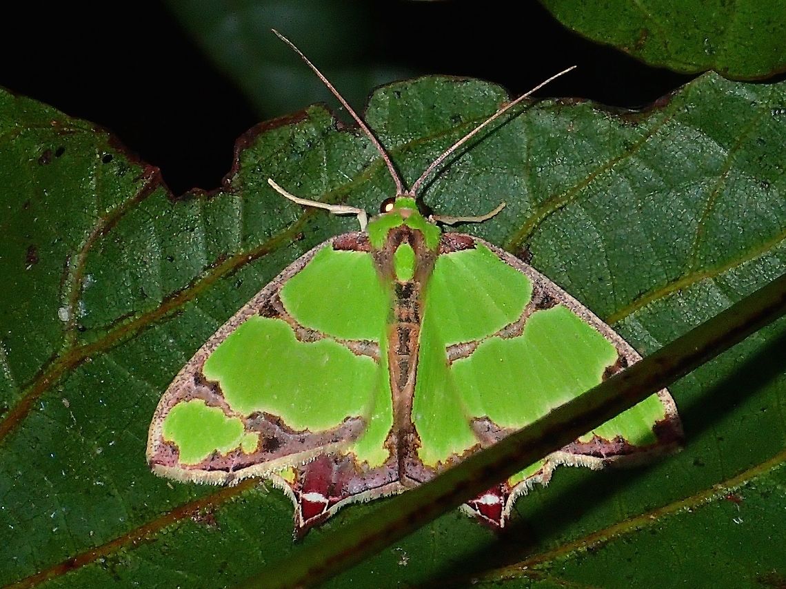 Geometrid Moth - Agathia sp This is a Geometrid Moth from the genus Agathia. Agathia,Agathia sp.,Geometrid Moth,Geotagged,Moth,Philippines,Subic Bay,Summer