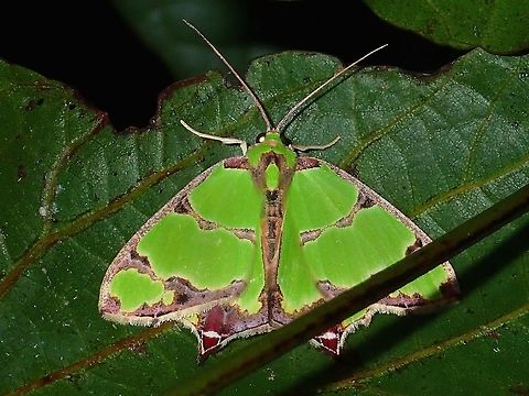 Geometrid Moth - Agathia sp This is a Geometrid Moth from the genus Agathia. Agathia,Agathia sp.,Geometrid Moth,Geotagged,Moth,Philippines,Subic Bay,Summer