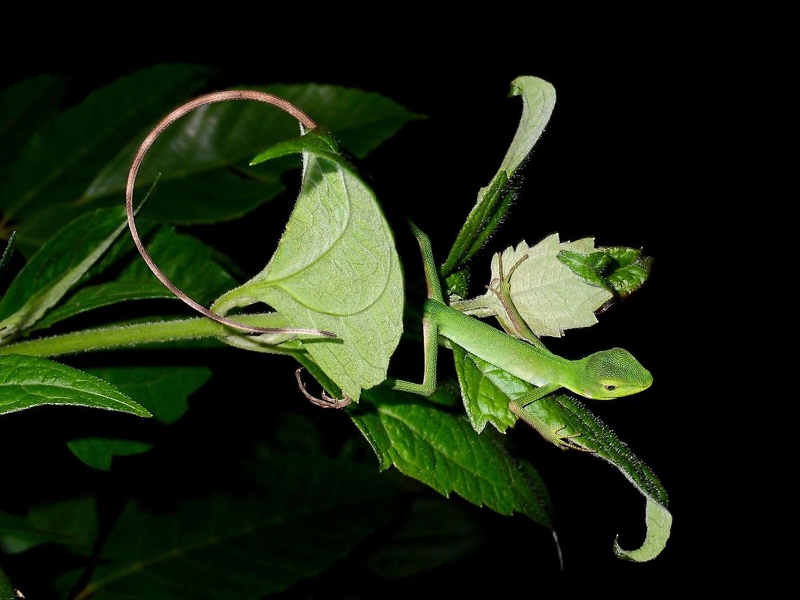 Green Crested Lizard - Juvenile This is a juvenile Green Crested Lizard - Bronchocela cristatella.<br />
The body is just around 10-12 cm in length.  Its tail is longer than the body. Bronchocela cristatella,Geotagged,Green Crested Lizard,Philippines,Summer