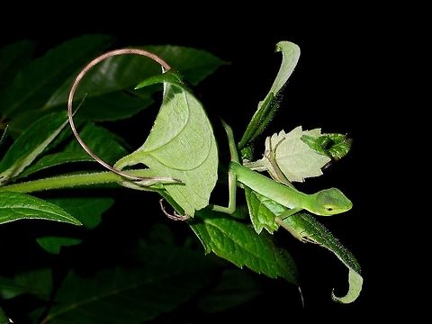 Green Crested Lizard - Juvenile This is a juvenile Green Crested Lizard - Bronchocela cristatella.
The body is just around 10-12 cm in length.  Its tail is longer than the body. Bronchocela cristatella,Geotagged,Green Crested Lizard,Philippines,Summer