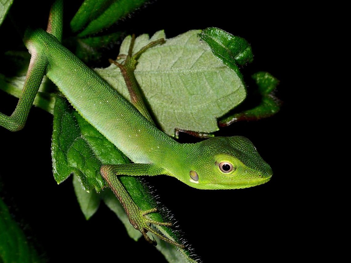 Green Crested Lizard - Juvenile This is the close-up of the same juvenile Green Crested Lizard - Bronchocela cristatella.<br />
<br />
Picture of the whole Lizard can be seen here :<br />
<br />
<figure class="photo"><a href="https://www.jungledragon.com/image/45478/green_crested_lizard_-_juvenile.html" title="Green Crested Lizard - Juvenile"><img src="https://s3.amazonaws.com/media.jungledragon.com/images/2994/45478_thumb.jpg?AWSAccessKeyId=05GMT0V3GWVNE7GGM1R2&Expires=1769040010&Signature=xXQTwOa%2FXufVPJdh7WR9TbJzccs%3D" width="200" height="150" alt="Green Crested Lizard - Juvenile This is a juvenile Green Crested Lizard - Bronchocela cristatella.<br />
The body is just around 10-12 cm in length.  Its tail is longer than the body. Bronchocela cristatella,Geotagged,Green Crested Lizard,Philippines,Summer" /></a></figure><br />
<br />
 Bronchocela cristatella,Geotagged,Green Crested Lizard,Lizard,Philippines,Subic Bay,Summer