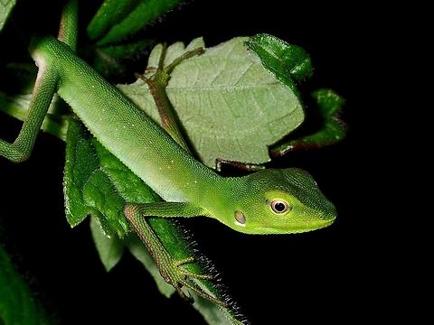 Green Crested Lizard - Juvenile This is the close-up of the same juvenile Green Crested Lizard - Bronchocela cristatella.

Picture of the whole Lizard can be seen here :

https://www.jungledragon.com/image/45478/green_crested_lizard_-_juvenile.html

 Bronchocela cristatella,Geotagged,Green Crested Lizard,Lizard,Philippines,Subic Bay,Summer