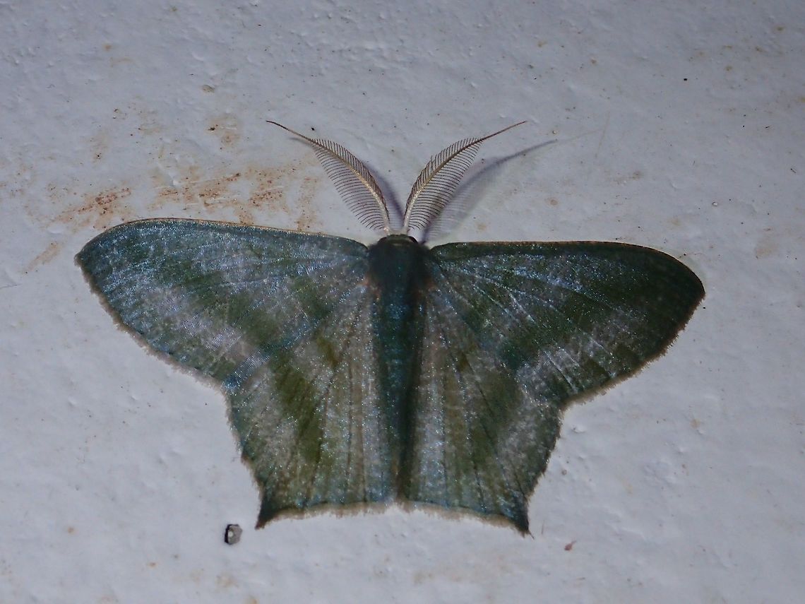 Geometrid Moth This is a Geometrid Moth, possibly from the species Maxates thetydaria Geometrid Moth,Geotagged,Maxates thetydaria,Moth,Philippines,Subic Bay,Summer