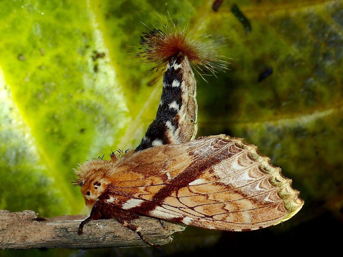 Prominent Moth This Prominent Moth of the species Dudusa minor was proudly displaying its hair-pencils.<br />
When I blow at it, it will flips up its abdomen, as though as it is releasing more pheromones to the wind. Dudusa minor,Geotagged,Moth,Philippines,Prominent Moth,Subic Bay,Summer