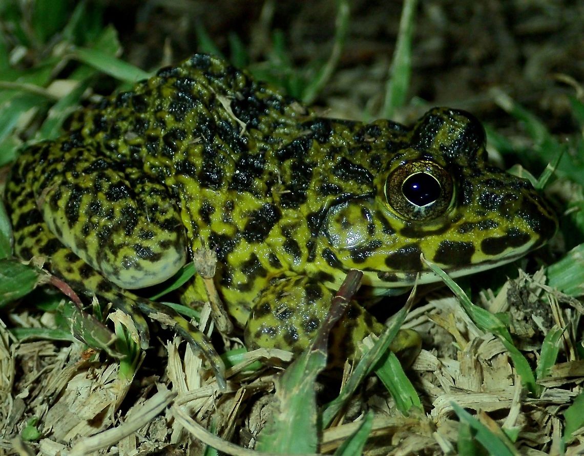 Frog Light green coloured Frog with black spots/markings. Chinese edible frog,Davao,Frog,Geotagged,Hoplobatrachus rugulosus,Philippines,Spring