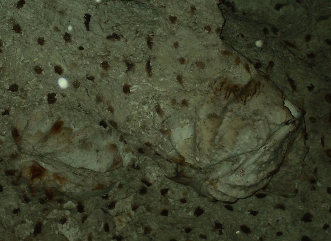 Fossilised Giant Clam This was a huge Giant Clam fossil stuck in the ceiling of a cave. The size of the Giant Clam is around 1 meter. The altitude where the cave is located is around 100 masl, so you can imagine thousands of years ago, this cave system was under the sea! Davao,Fossil,Geotagged,Giant Clam,Philippines,Spring