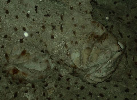 Fossilised Giant Clam This was a huge Giant Clam fossil stuck in the ceiling of a cave. The size of the Giant Clam is around 1 meter. The altitude where the cave is located is around 100 masl, so you can imagine thousands of years ago, this cave system was under the sea! Davao,Fossil,Geotagged,Giant Clam,Philippines,Spring