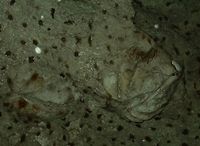 Fossilised Giant Clam This was a huge Giant Clam fossil stuck in the ceiling of a cave. The size of the Giant Clam is around 1 meter. The altitude where the cave is located is around 100 masl, so you can imagine thousands of years ago, this cave system was under the sea! Davao,Fossil,Geotagged,Giant Clam,Philippines,Spring