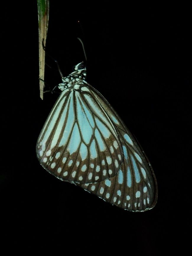 Grey Glassy Tiger This is a subspecies of Grey Glassy Tiger - Ideopsis juventa manillana. Butterfly,Davao,Geotagged,Grey Glassy Tiger,Ideopsis juventa,Ideopsis juventa manillana,Philippines,Spring,Wood Nymph