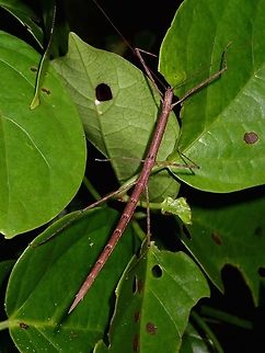 Stick Insect, Phasmid - Rhamphosipyloidea gorkomi, Brown Female This is a female Phasmid of the species Rhamphosipyloidea gorkomi.
She is the brown form, sometimes, they can be found in green form, whereas they Males are always in brown.

Picture of Green Female can be seen here :

https://www.jungledragon.com/image/45390/green_female.html
 Geotagged,Gorkom's Stick Insect,Phasmid,Philippines,Rhamphosipyloidea gorkomi,Stick Insect,Subic Bay,summer