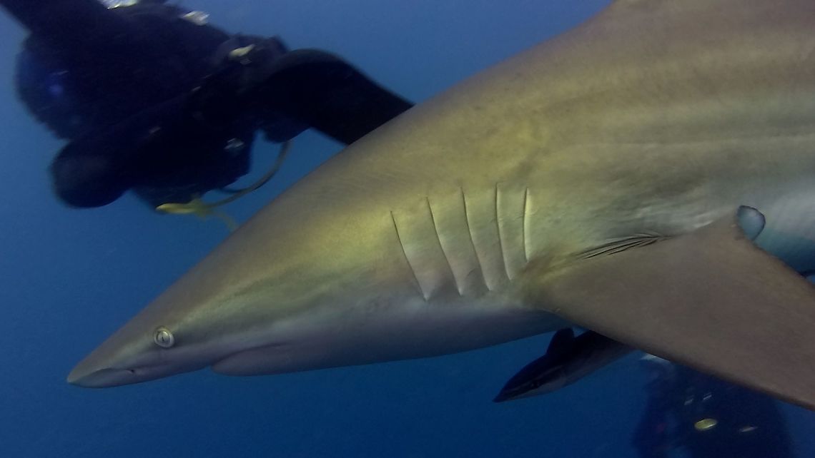 Too close? This is an Oceanic Black Tip Shark - Carcharhinus limbatus which we encountered during Sharks dives in Umkomaas, South Africa.  We saw many of them coming in for the baited dives, they were circling us during the dives and even when we come up to our Boat, they were following us and circling the Boat after the dive.<br />
<br />
A high adrenaline dive and experience. Blacktip shark,Carcharhinus limbatus,Geotagged,South Africa,Summer,Umkomaas