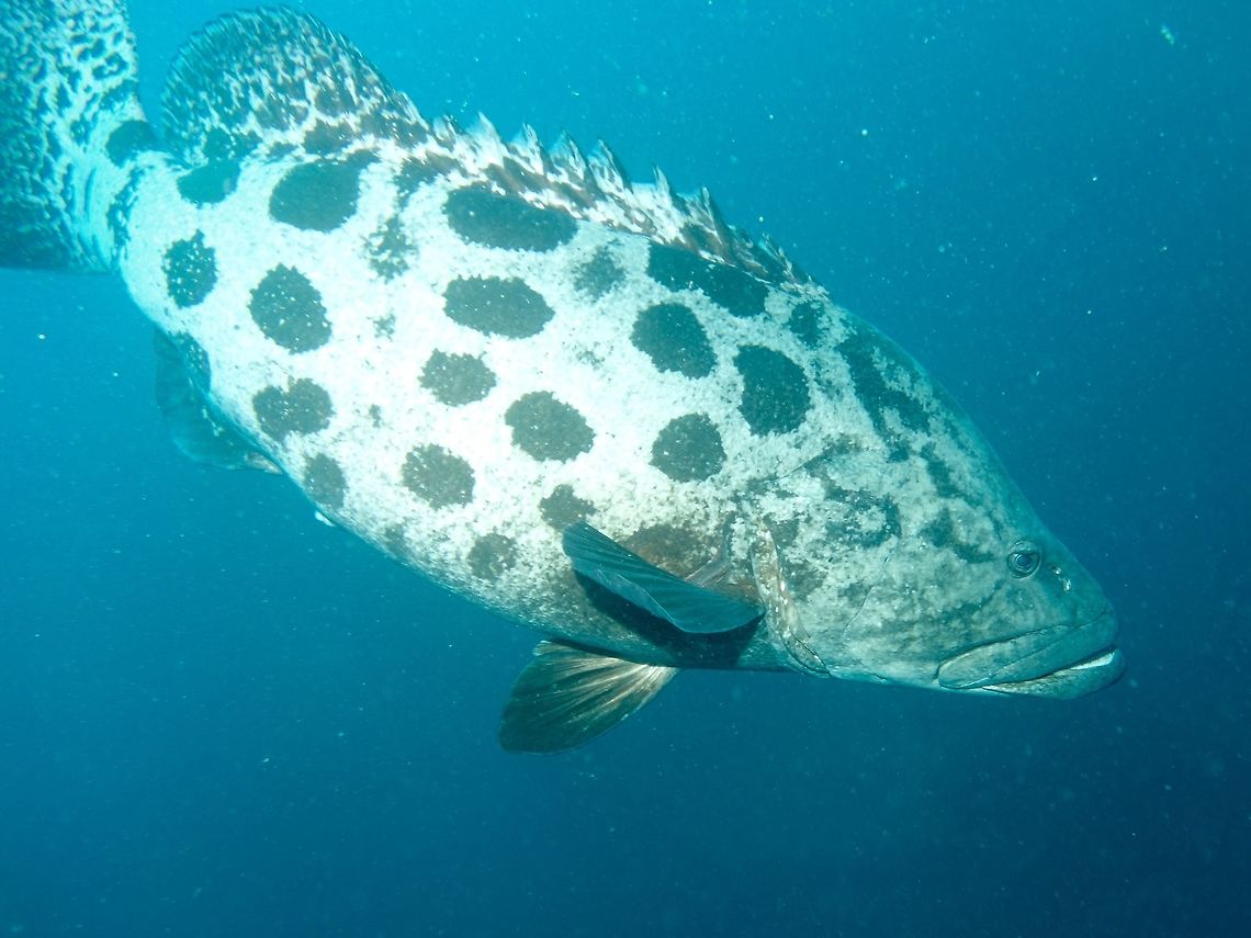 Giant Grouper/Potata Bass This Potato Cod/Bass/Grouper - Epinephelus tukula was huge, at least 2 meter in length.<br />
Seen during our Sharks dives, they were not shy and do get close to divers. Cod,Epinephelus tukula,Geotagged,Grouper,Potato cod,South Africa,Summer,Umkomaas