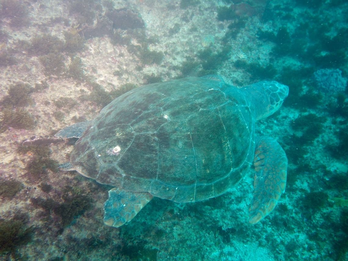 Loggerhead Turtle This Loggerhead Turtle - Caretta caretta was seen during our dives in Aliwaal Shoal. Caretta caretta,Geotagged,Loggerhead sea turtle,South Africa,Summer,Umkomaas