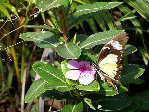 Mocker Swallowtail - Papilio dardanus  Butterfly,Geotagged,Mocker swallowtail,Papilio dardanus,South Africa,Summer,Umkomaas