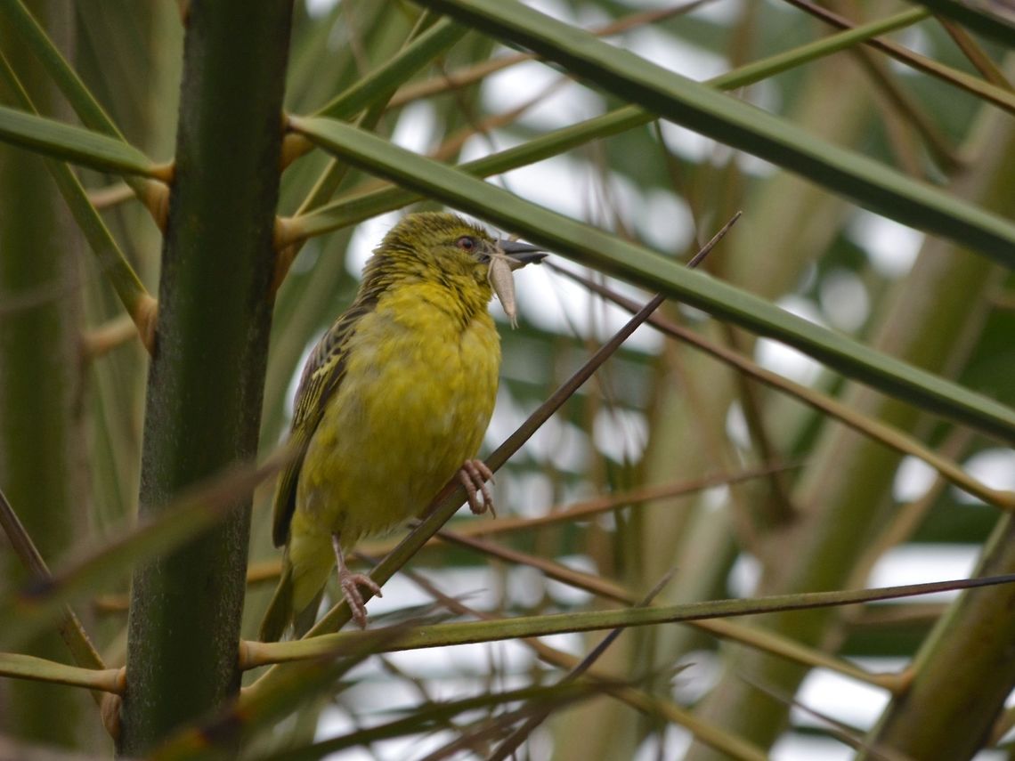 Bird with a catch This small bird caught a Praying Mantis Bird,Cape Weaver,Geotagged,Ploceus capensis,Praying Mantis,South Africa,Summer,Umkomaas
