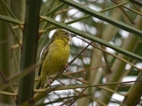 Bird with a catch This small bird caught a Praying Mantis Bird,Cape Weaver,Geotagged,Ploceus capensis,Praying Mantis,South Africa,Summer,Umkomaas