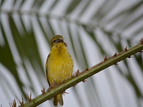 Cape Weaver Bird This is a Cape Weaver Bird - Ploceus capensis, with a catch of Praying Mantis Cape Weaver,Geotagged,Ploceus capensis,South Africa,Summer,Umkomaas