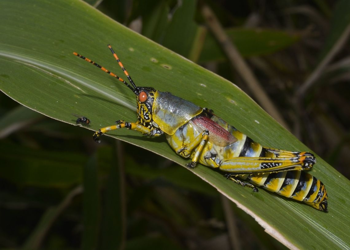 Elegant Grasshopper This Elegant Grasshopper - Zonocerus elegans is quite colourful, probably the reason for its name.<br />
Saw lots of them in a mountain bike trail in a sugar plantation. Elegant Grasshopper,Geotagged,Grasshopper,South Africa,Summer,Umkomaas,Zonocerus elegans