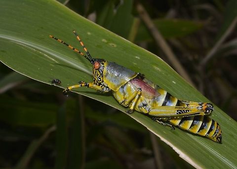 Elegant Grasshopper This Elegant Grasshopper - Zonocerus elegans is quite colourful, probably the reason for its name.
Saw lots of them in a mountain bike trail in a sugar plantation. Elegant Grasshopper,Geotagged,Grasshopper,South Africa,Summer,Umkomaas,Zonocerus elegans