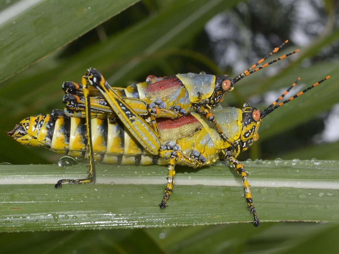 Pair of Elegant Grasshoppers Pair of Elegant Grasshoppers - Zonocerus elegans Elegant Grasshopper,Geotagged,Grasshopper,South Africa,Summer,Umkomaas,Zonocerus elegans