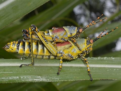 Pair of Elegant Grasshoppers Pair of Elegant Grasshoppers - Zonocerus elegans Elegant Grasshopper,Geotagged,Grasshopper,South Africa,Summer,Umkomaas,Zonocerus elegans