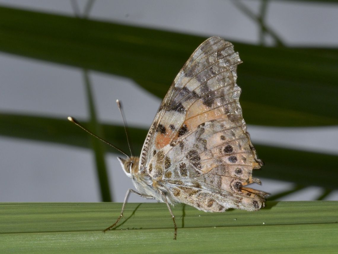 Painted Lady Butterfly  Butterfly,Geotagged,Painted Lady,South Africa,Summer,Umkomaas,Vanessa cardui