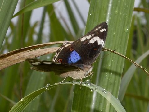 Blue Pansy Butterfly - Junonia oenone  Blue Pansy,Butterfly,Geotagged,Junonia oenone,South Africa,Summer,Umkomaas