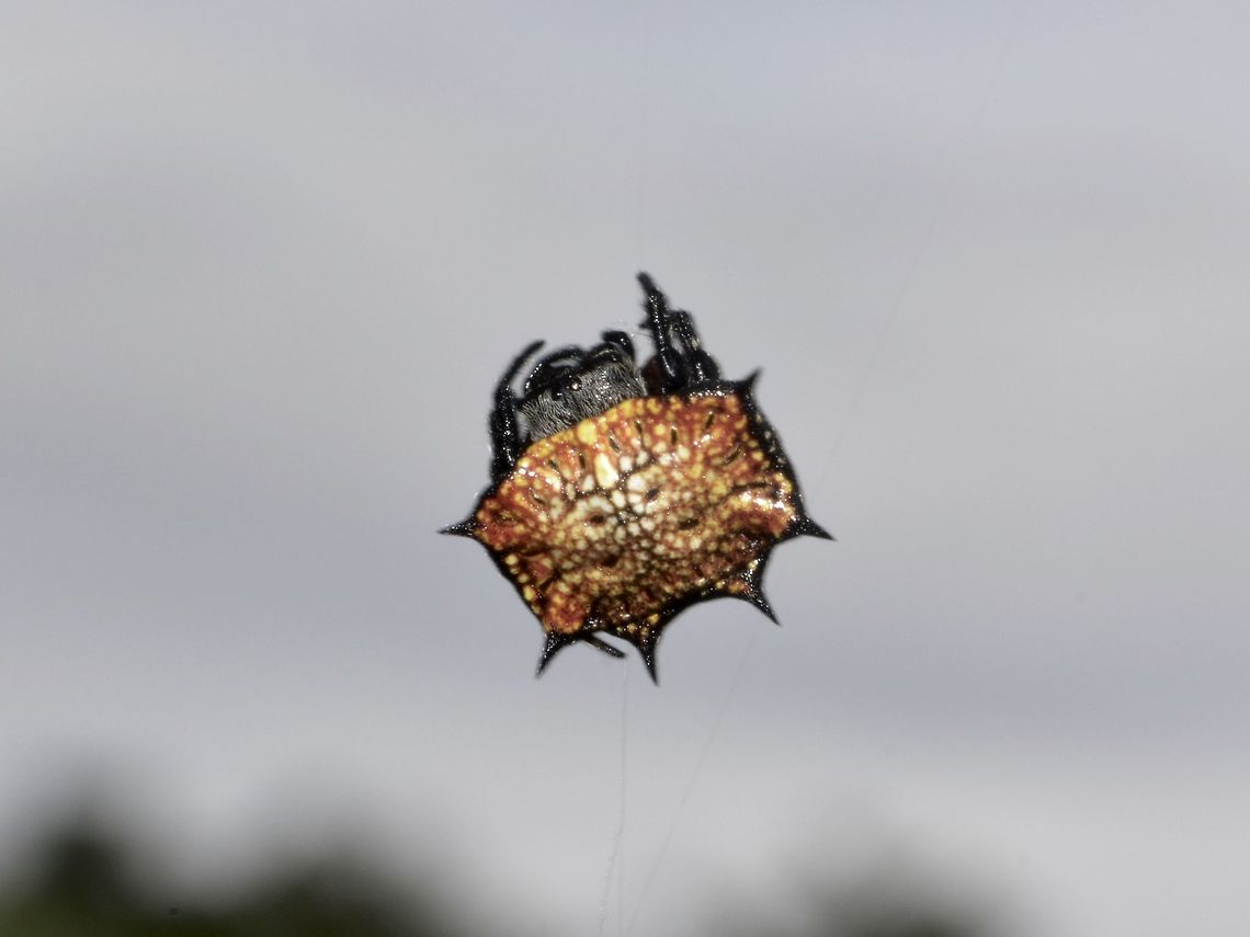 Box Kite Spider - Isoxya tabulata Small Spider, squarish abdomen with spines Box Kite Spider,Geotagged,Isoxya sp,Isoxya tabulata,South Africa,Spider,Summer,Umkomaas