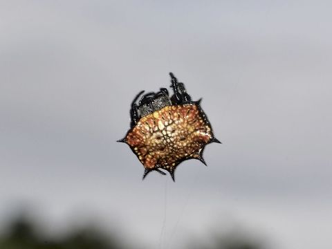 Box Kite Spider - Isoxya tabulata Small Spider, squarish abdomen with spines Box Kite Spider,Geotagged,Isoxya sp,Isoxya tabulata,South Africa,Spider,Summer,Umkomaas