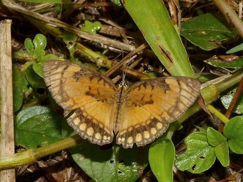 Common Joker Butterfly - Byblia anvatara  Butterfly,Byblia anvatara,Common joker,Geotagged,South Africa,Summer,Umkomaas