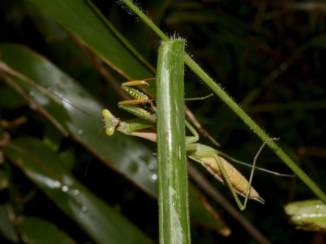 Praying Mantis - Polyspilota sp  Geotagged,Mantis,Polyspilota,Polyspilota sp,Praying Mantis,South Africa,Summer,Umkomaas