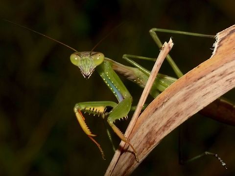 Taking a peek Praying Mantis, taking a peek, while hiding behind a blade of grass Geotagged,Mantis,Polyspilota,Polyspilota sp,Praying Mantis,South Africa,Summer,Umkomaas