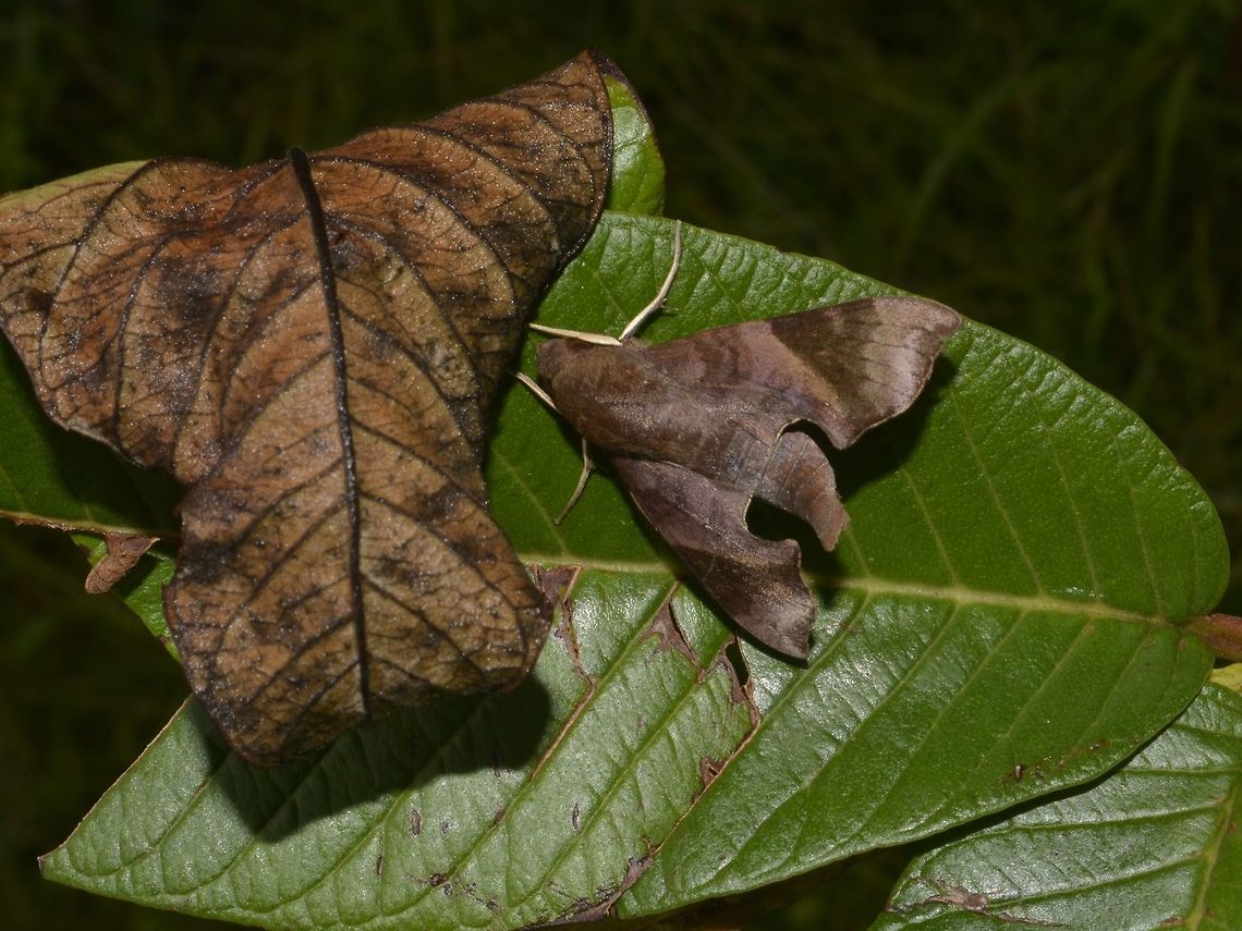Hawkmoth - Temnora marginata Hawkmoth, seen during day time, resting next to a dead guava leaf, gives it a good camouflage Geotagged,Hawkmoth,Moth,South Africa,Summer,Temnora marginata,Umkomaas