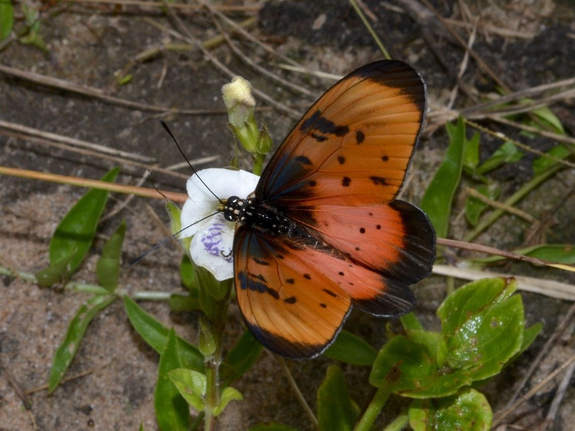 Broad Bordered Acraea - Acraea anemosa This is a Broad Bordered Acraea Butterfly - Acraea anemosa Acraea anemosa,Acraea natalica,Broad Bordered Acraea,Butterfly,Geotagged,Natal acraea,South Africa,Summer,Umkomaas